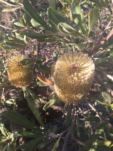 Banksia ornata (Banksia ornata)