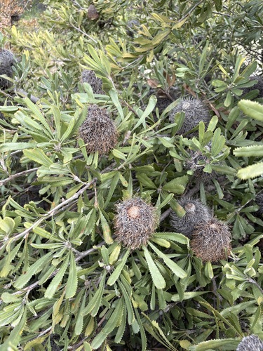 Banksia ornata (Banksia ornata)