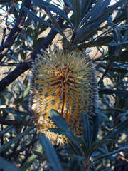Banksia ornata (Banksia ornata)
