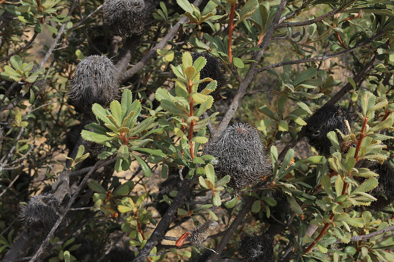 Banksia ornata: Banksia ornata F.Muell ex. Meisn., Wyperfeld National Park, VIC, 24 January 2017