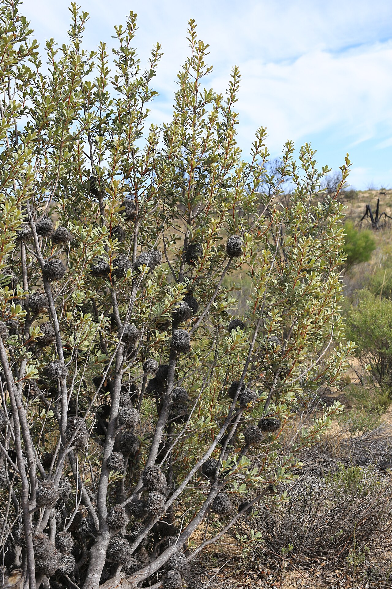 Banksia ornata: Banksia ornata F.Muell ex. Meisn., Wyperfeld National Park, VIC, 24 January 2017
