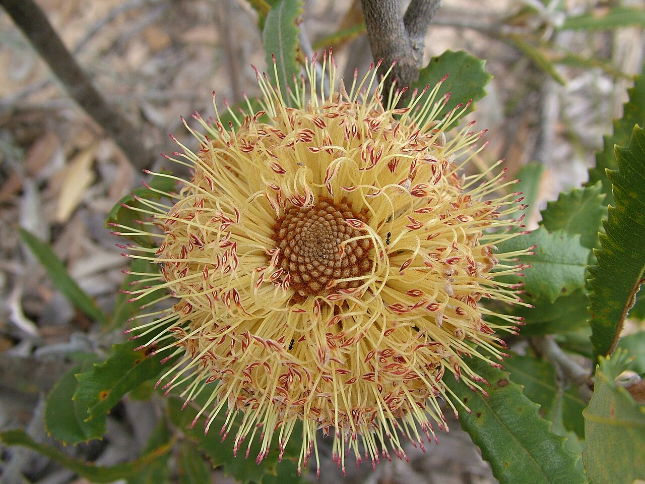 Banksia ornata: Banksia ornata, Wail State Forest, Victoria, Australia, Oct. 2009
