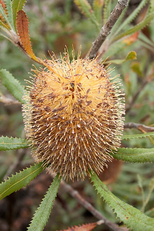Banksia ornata: The Desert Banksia (Banksia ornata) is a species of shrub in the plant genus Banksia which grows up to 3 m tall. It occurs in western Victoria, and in South Aus