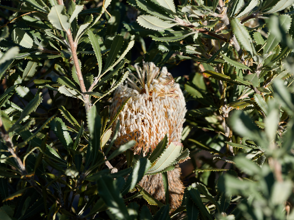 Banksia ornata (Banksia ornata)