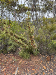 Banksia pallida (Banksia pallida)
