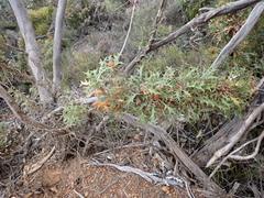 Banksia pallida (Banksia pallida)