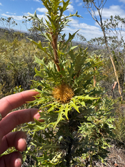 Banksia pallida (Banksia pallida)