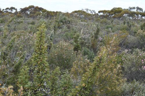Banksia pallida (Banksia pallida)