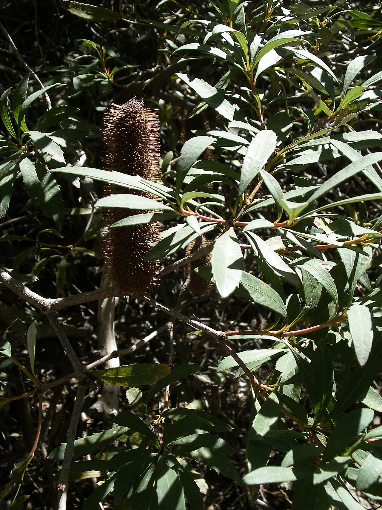 Banksia paludosa: Banksia paludosa (ageing flower spike) in the collection at the Australian National Botanic Gardens, Canberra.