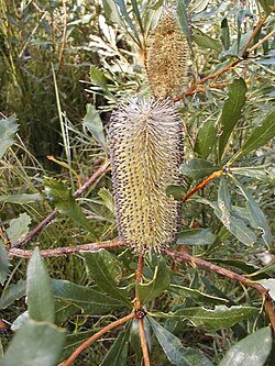 Banksia paludosa: Banksia paludosa ssp paludosa , flower spike in late bud in foreground, spike after anthesis in background, Vincentia, NSW