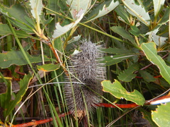 Banksia paludosa (Banksia paludosa)