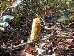 Banksia paludosa (Banksia paludosa)