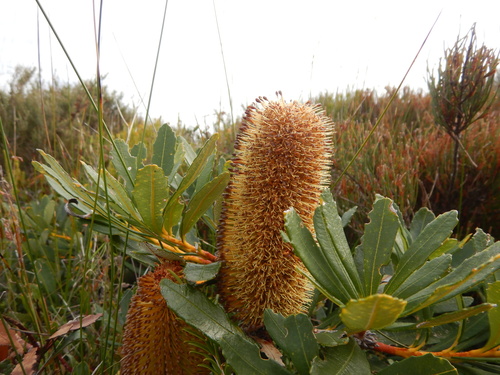 Banksia paludosa (Banksia paludosa)