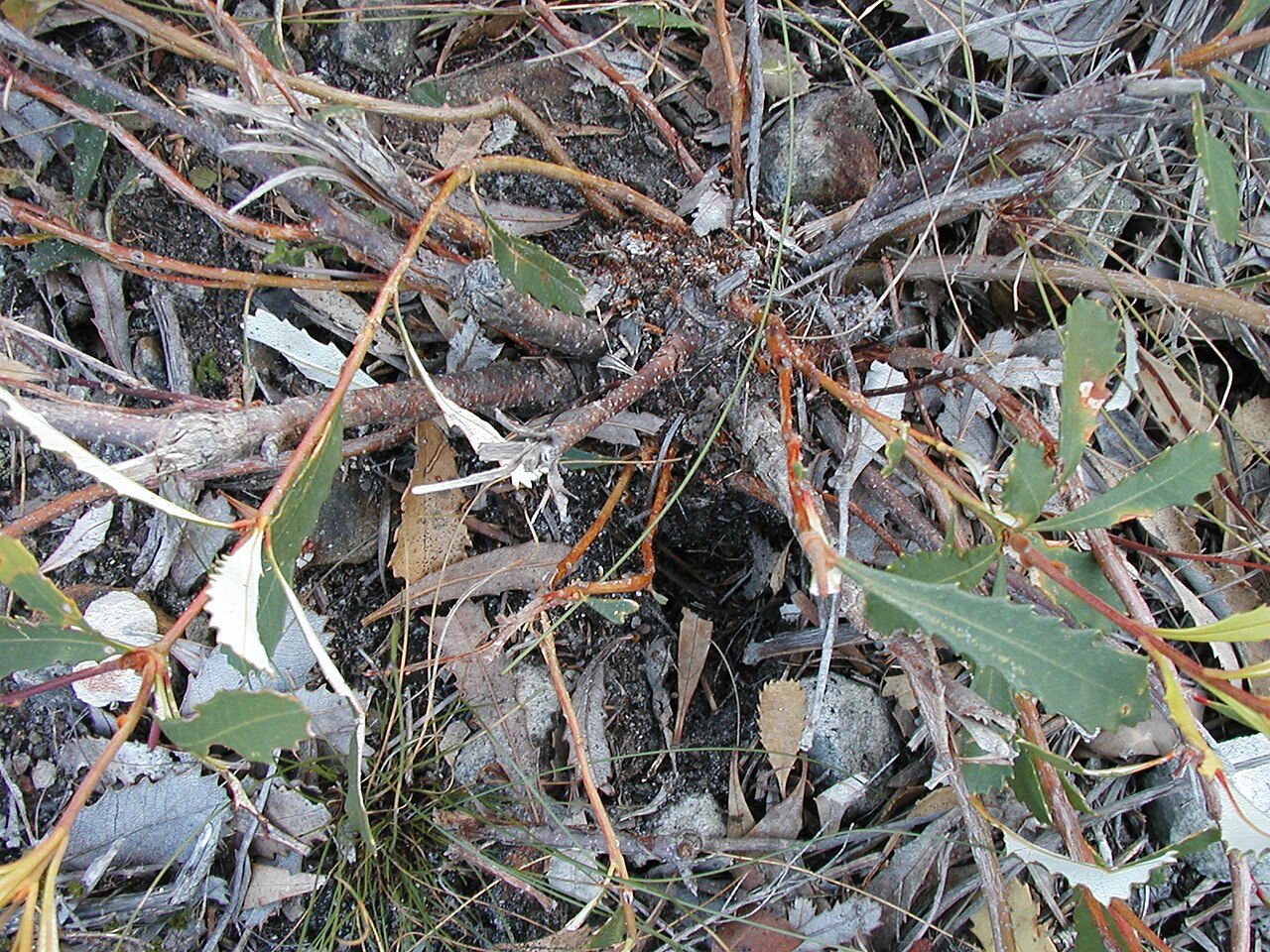 Banksia paludosa: Base of Banksia paludosa ssp paludosa plant showing woody base and buds indicating a lignotuber, Vincentia NSW