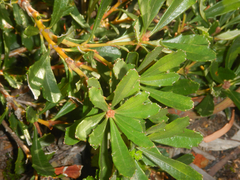 Banksia paludosa (Banksia paludosa)