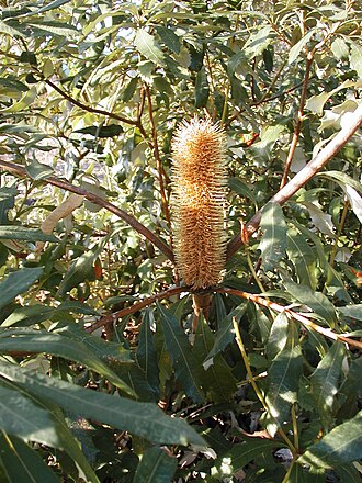 Banksia paludosa: Banksia paludosa ssp paludosa flower spike, Stanwell Tops, NSW