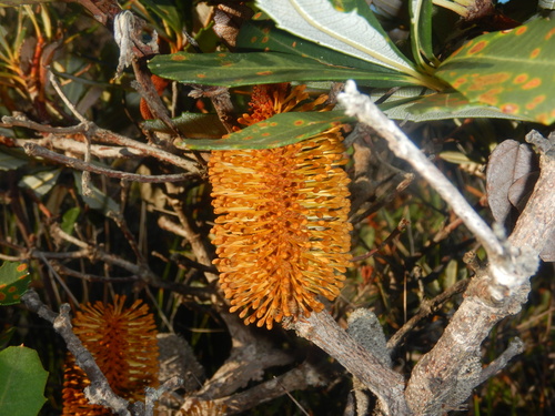 Banksia paludosa (Banksia paludosa)