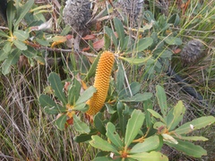 Banksia paludosa (Banksia paludosa)