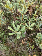 Banksia paludosa (Banksia paludosa)