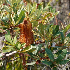 Banksia paludosa (Banksia paludosa)