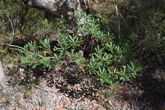 Banksia penicillata (Banksia penicillata)