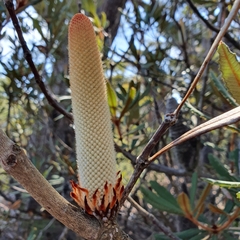 Banksia penicillata (Banksia penicillata)