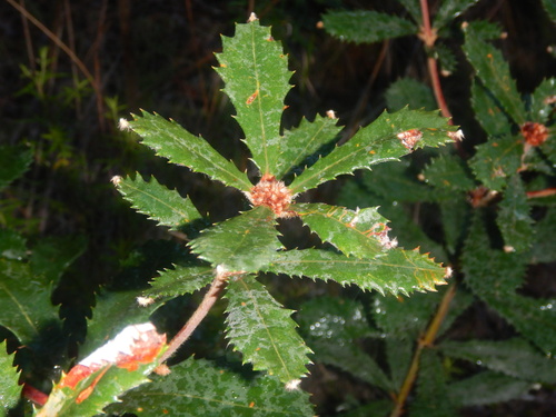 Banksia penicillata (Banksia penicillata)