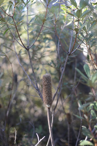 Banksia penicillata (Banksia penicillata)