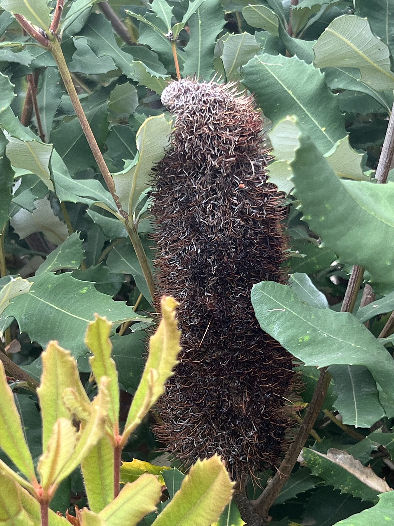 Banksia penicillata: Banksia penicillata cultivated plant growing in the Australian National Botanic Gardens