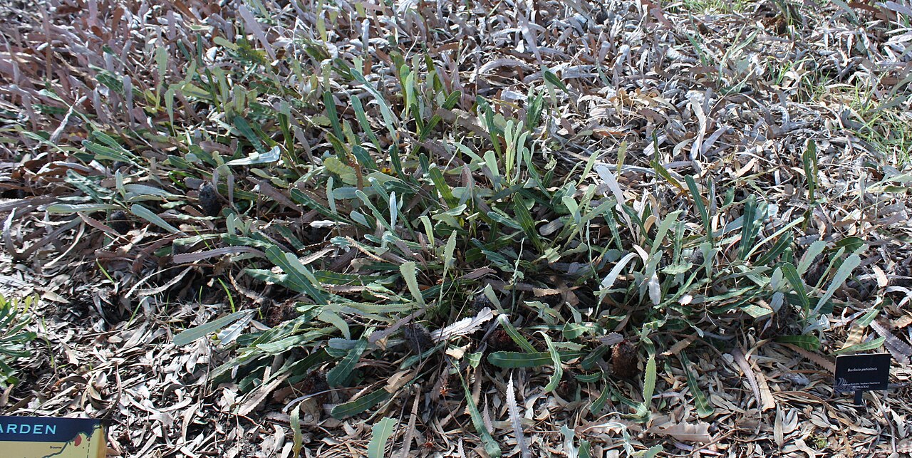 Banksia petiolaris: Banksia petiolaris , in cultivation, Kings Park, Perth, Western Australia
