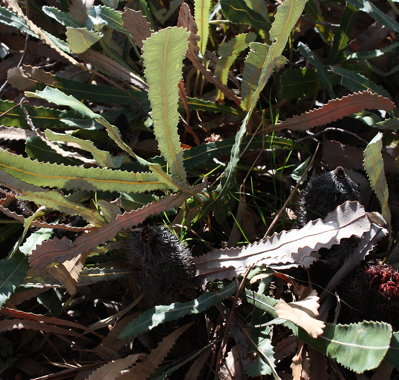 Banksia petiolaris: Foliage of Banksia petiolaris , in cultivation, Kings Park, Perth, Western Australia