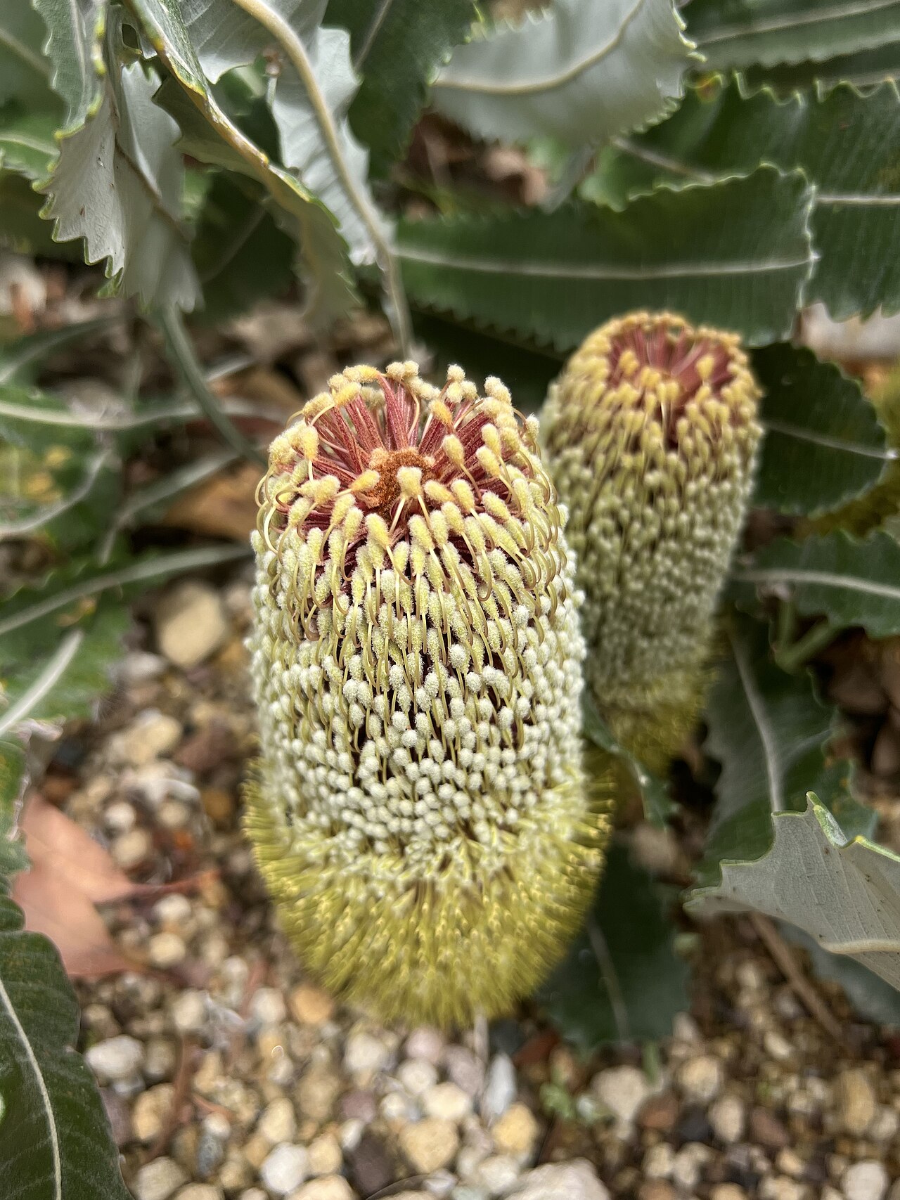 Banksia petiolaris: Banksia petiolaris cultivated plant growing in the Australian National Botanic Gardens
