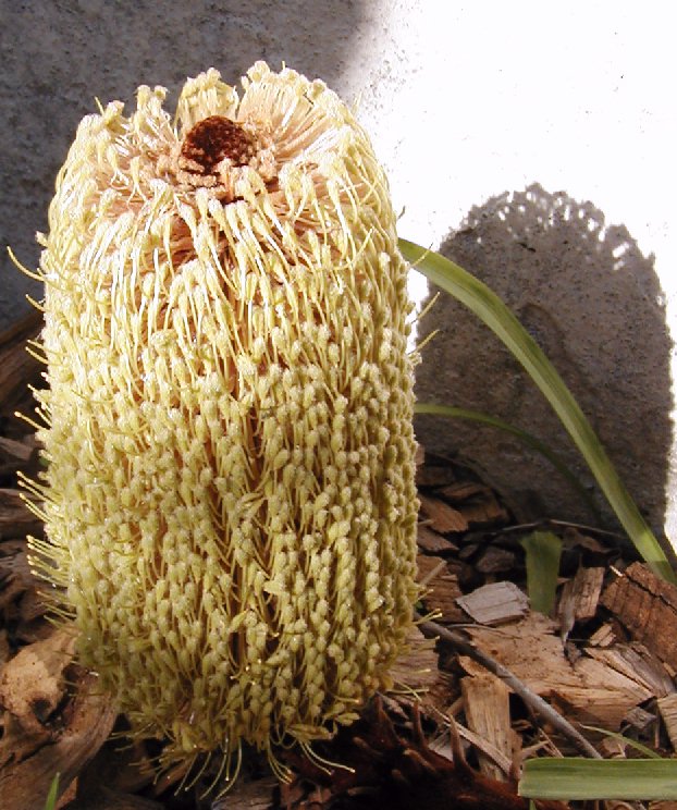 Banksia petiolaris: Banksia petiolaris inflorescence, cult. Sydney. photo Cas Liber