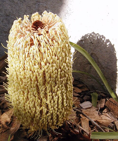 Banksia petiolaris: Banksia petiolaris inflorescence, cult. Sydney. photo Cas Liber