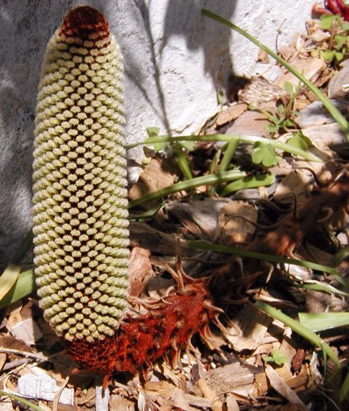 Banksia petiolaris: Banksia petiolaris in bud, photo Cas Liber