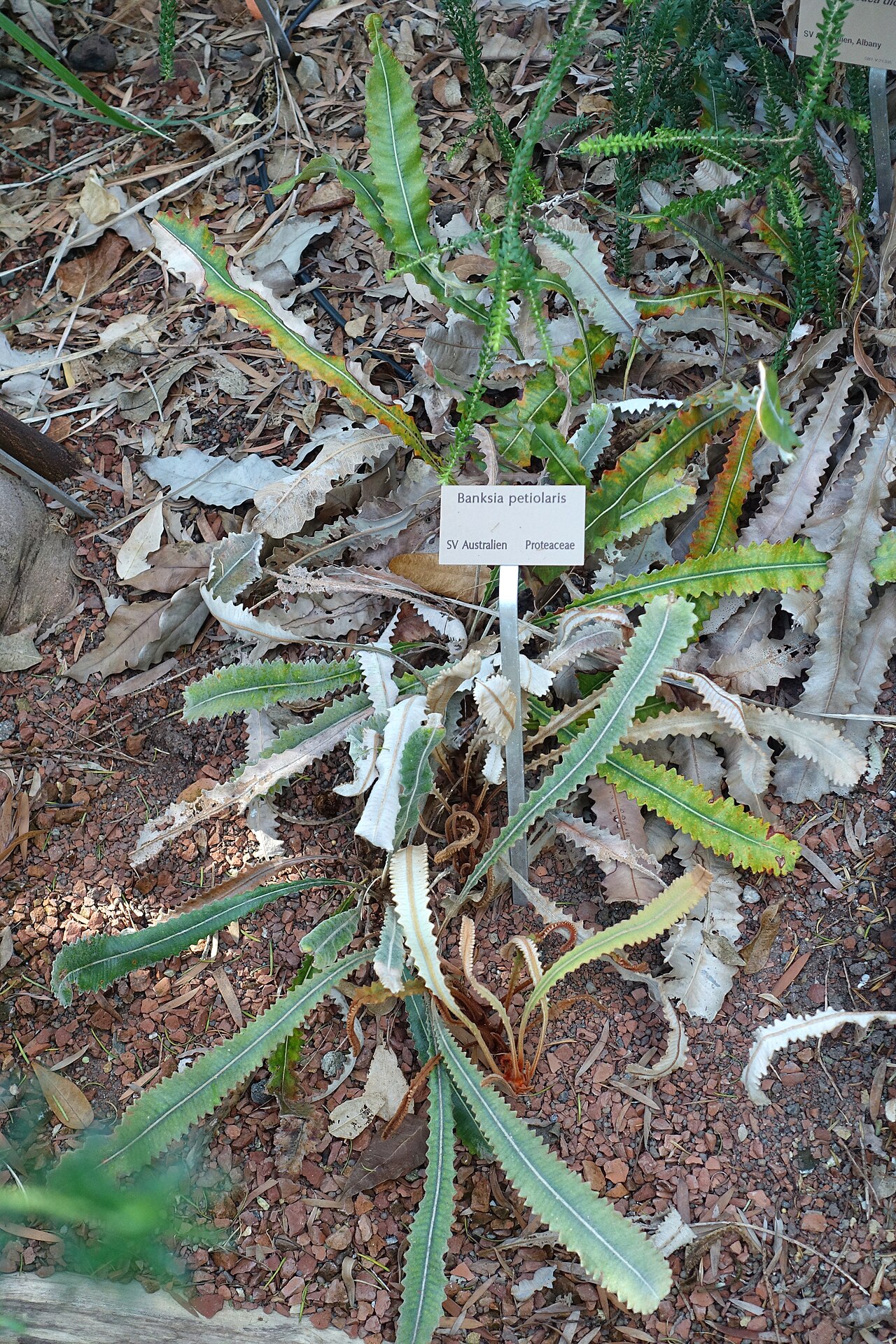 Banksia petiolaris: Botanical specimen in the Bergianska trädgården - Stockholm, Sweden.