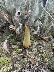 Banksia petiolaris (Banksia petiolaris)