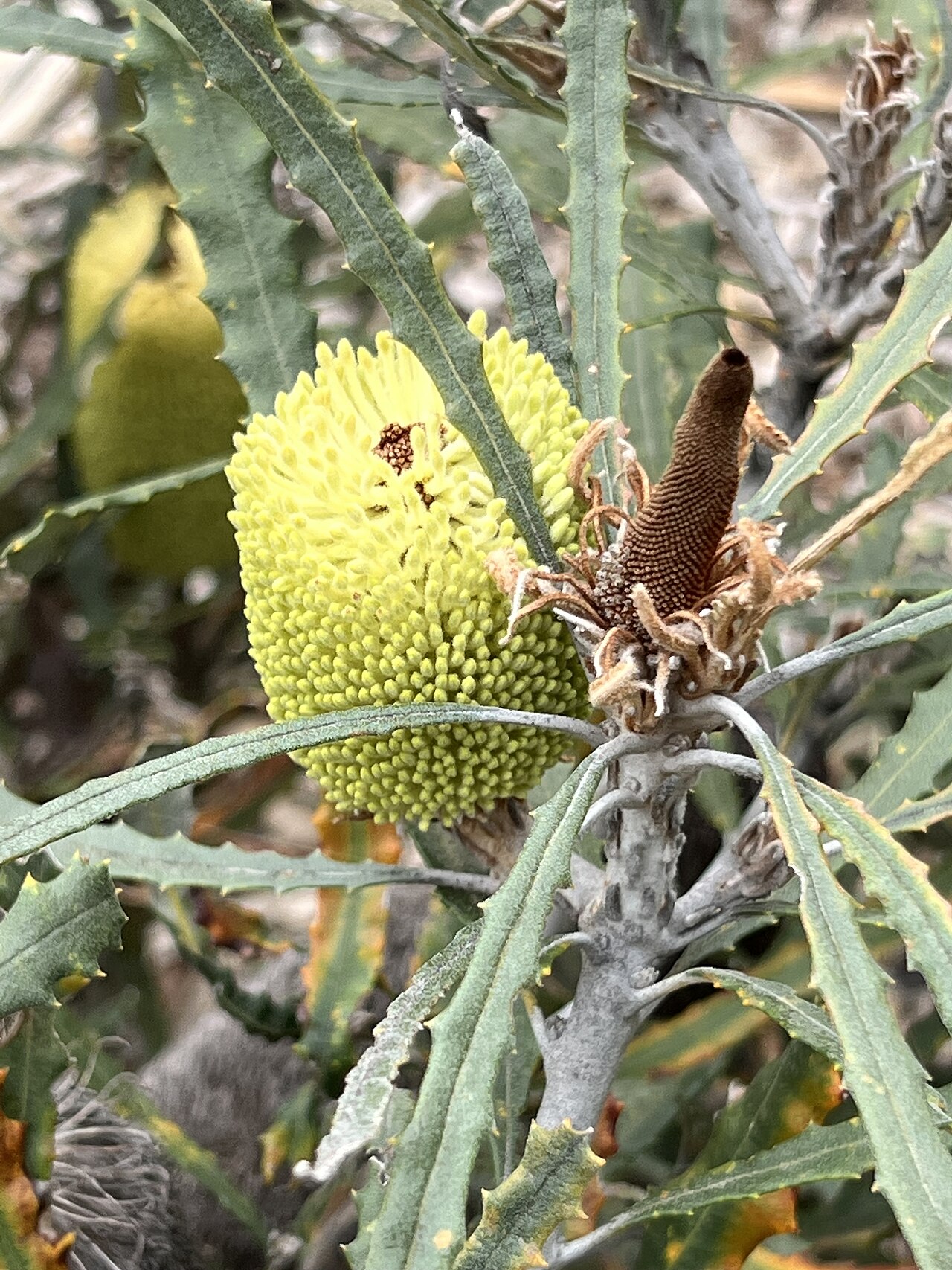 Banksia pilostylis: Banksia pilostylis cultivated plant growing in the Australian Native Botanic Garden