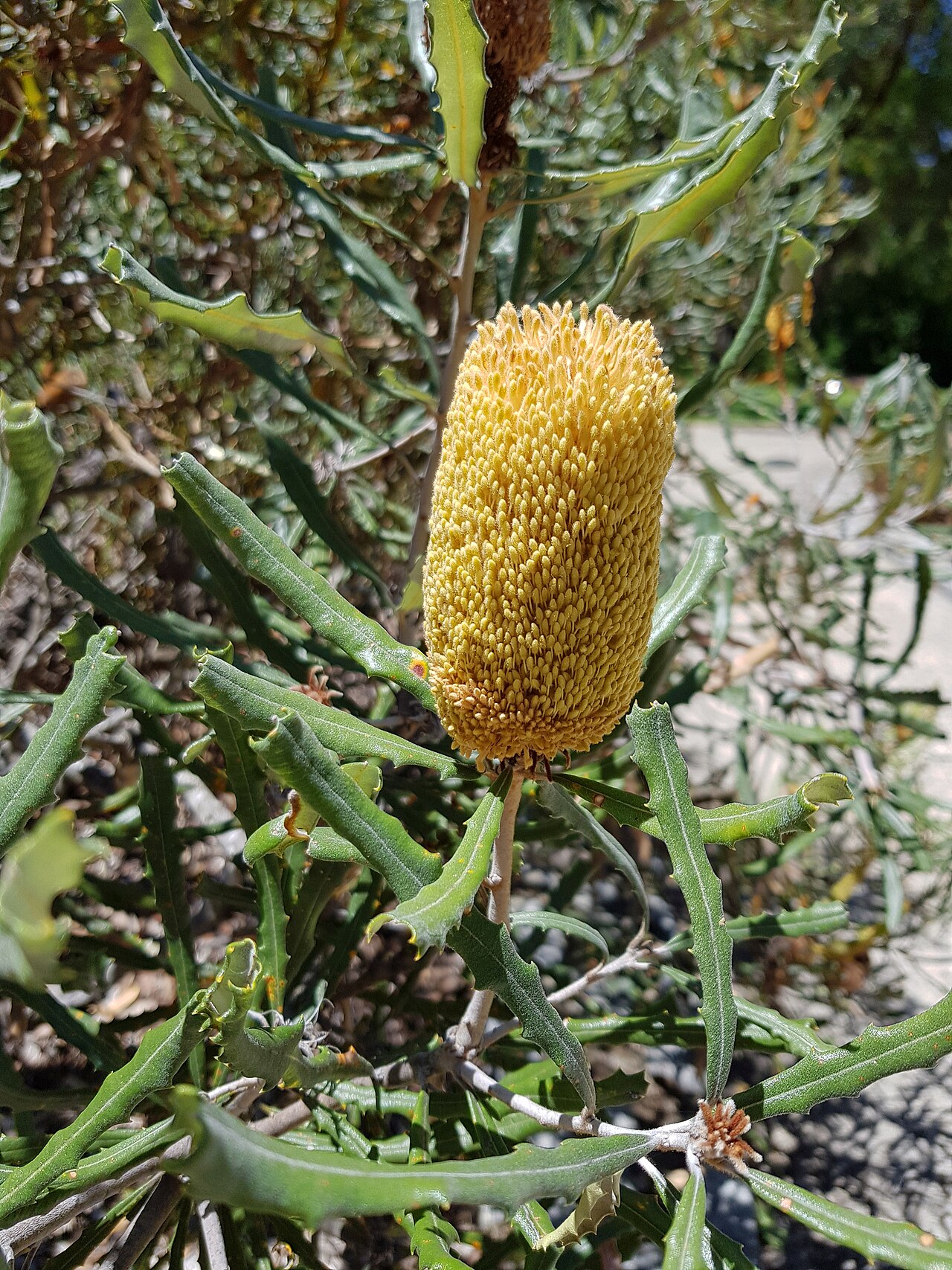 Banksia pilostylis: Banksia pilostylis