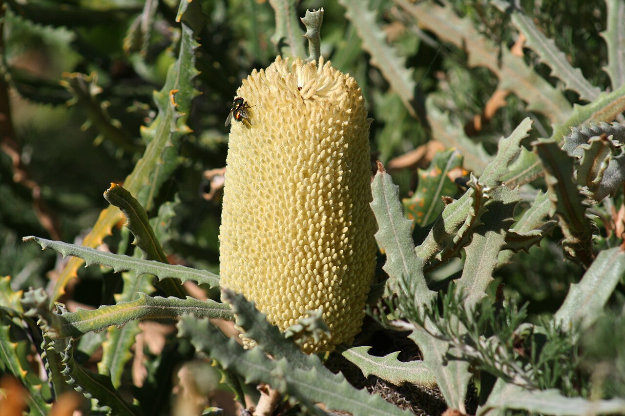 Banksia pilostylis: Banksia pilostylis, next to Kings Park cafe