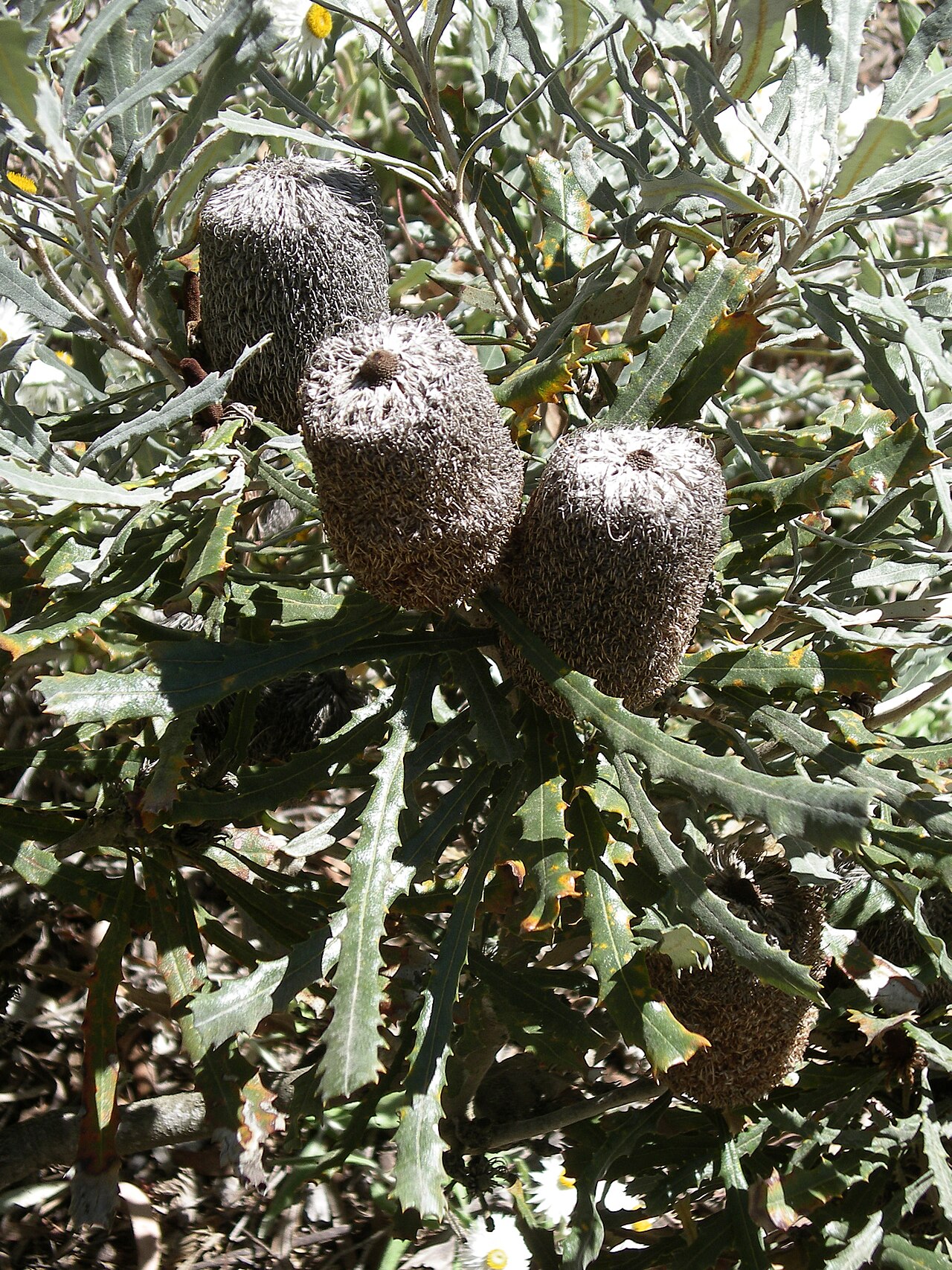 Banksia pilostylis: Banksia pilostylis