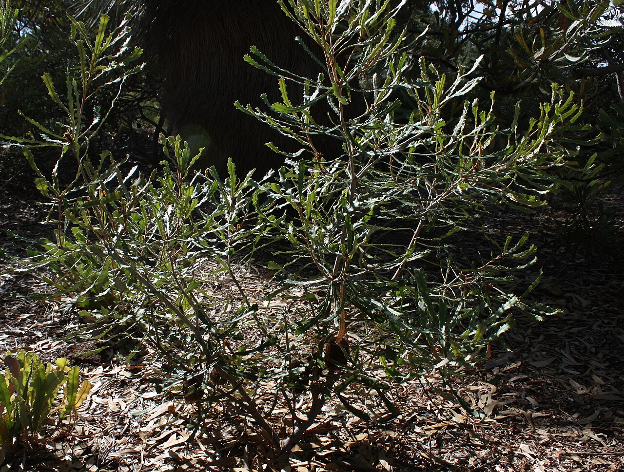 Banksia pilostylis: Banksia pilostylis , in cultivation, Kings Park, Perth, Western Australia