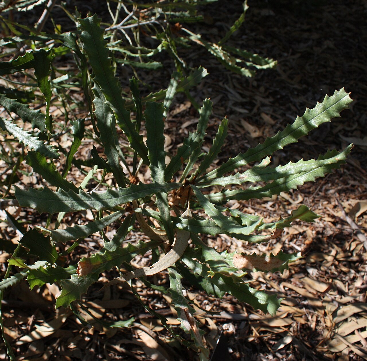 Banksia pilostylis: Foliage of Banksia pilostylis , in cultivation, Kings Park, Perth, Western Australia