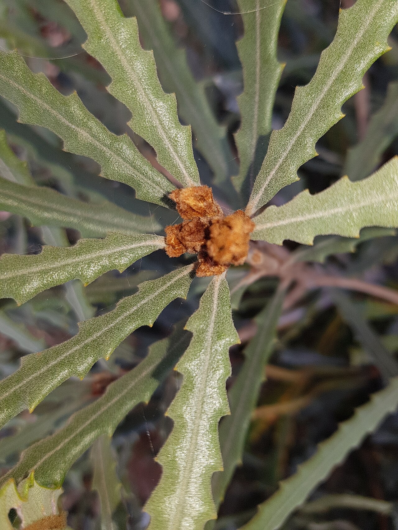 Banksia pilostylis: Banksia pilostylis