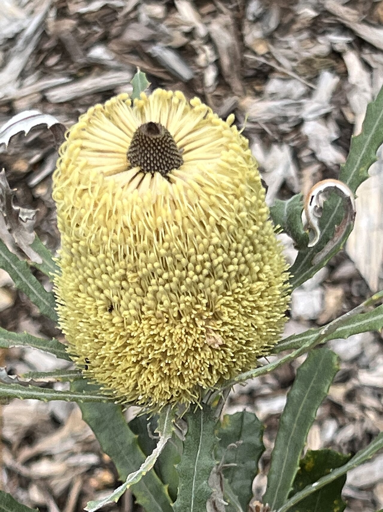 Banksia pilostylis: Banksia pilostylis cultivated plant growing in the Australian Botanic Garden