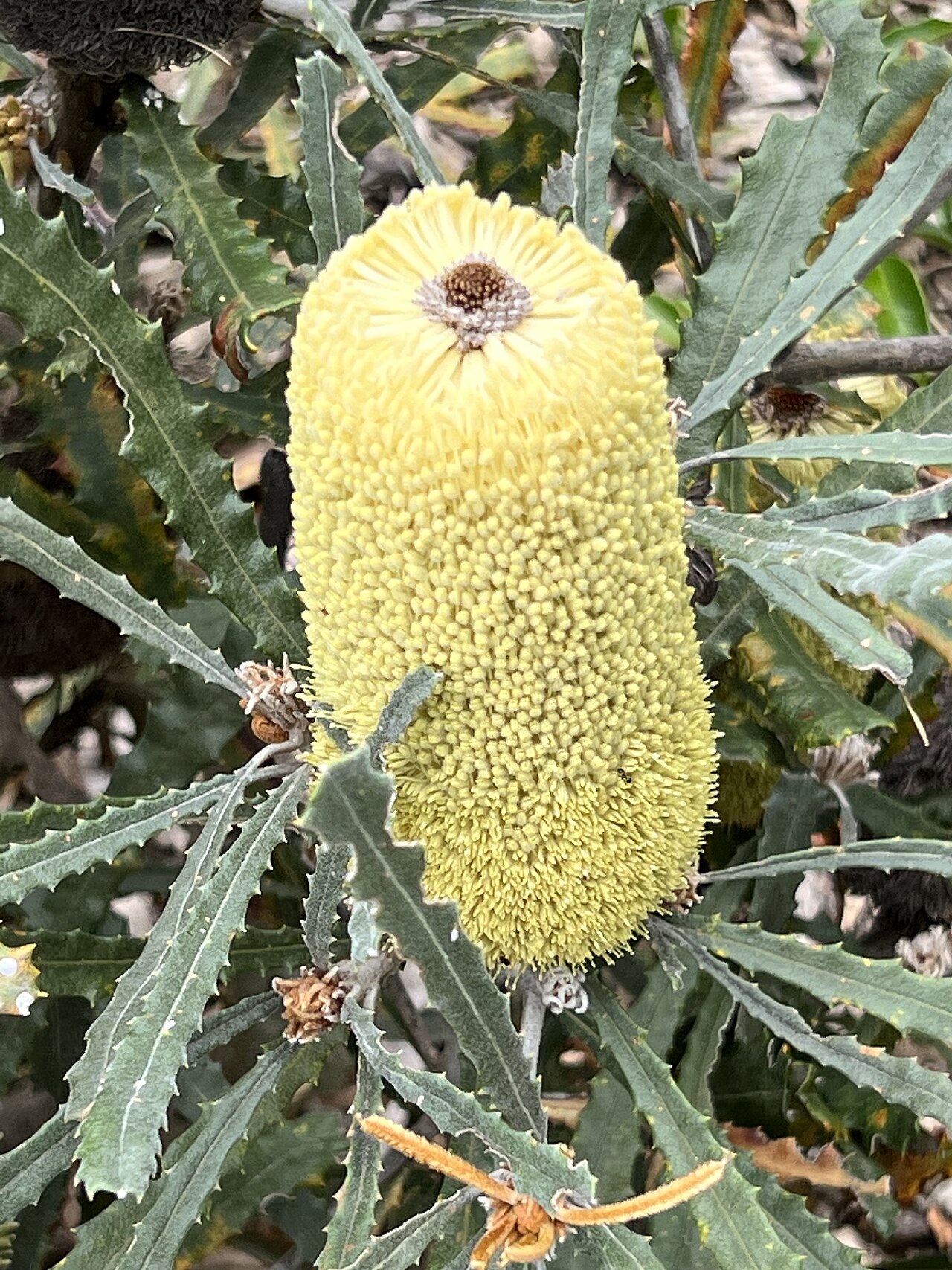 Banksia pilostylis: Banksia pilostylis cultivated plant growing in the Australian Native Botanic Garden