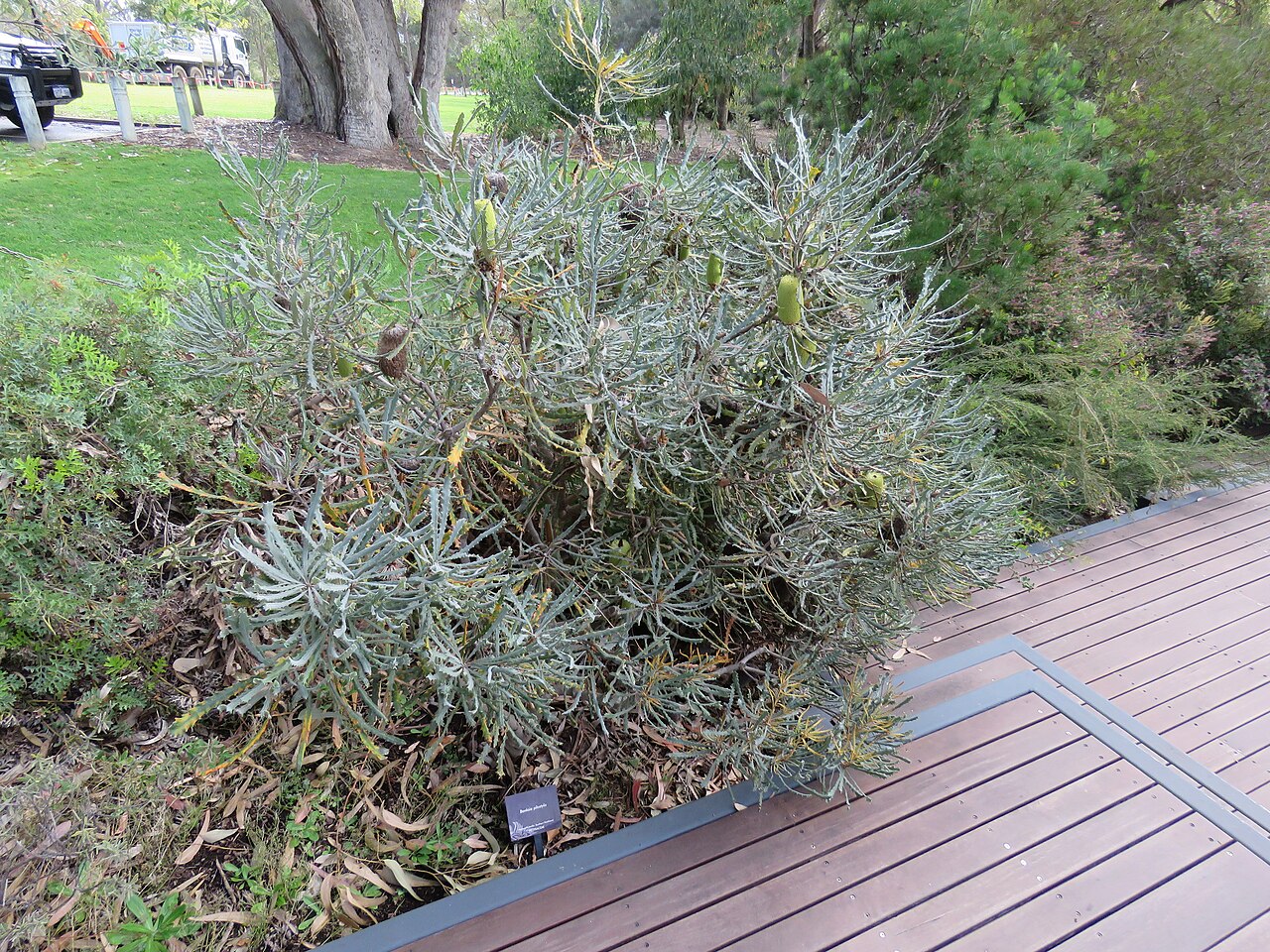 Banksia pilostylis: Banksia pilostylis at May Drive Parkland, Kings Park, Perth, Western Australia.