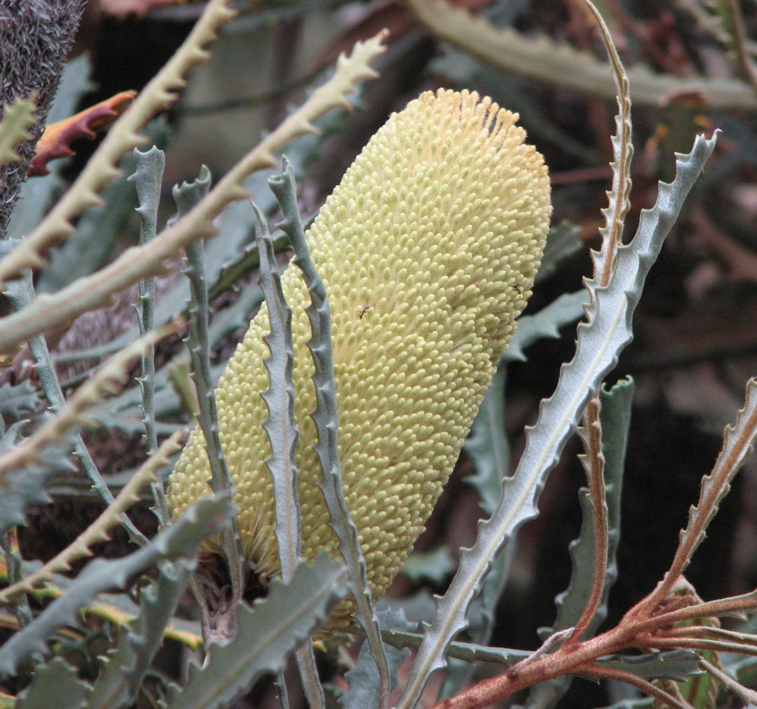 Banksia pilostylis: Banksia pilostylis , Maranoa Gardens, Balwyn, Victoria, Australia.