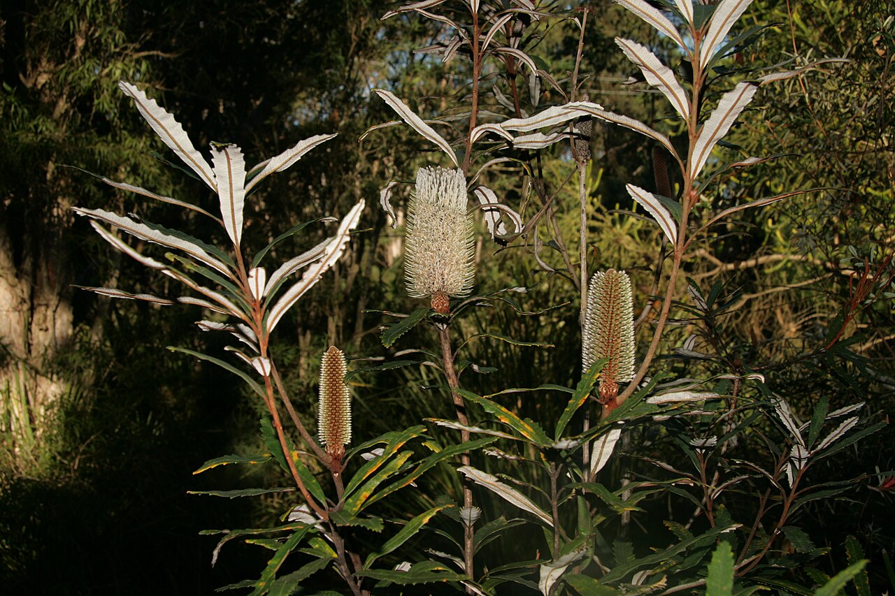 Banksia plagiocarpa: Banksia plagiocarpa - 3 flower spikes in various stages of development. Cultivated in NW Sydney