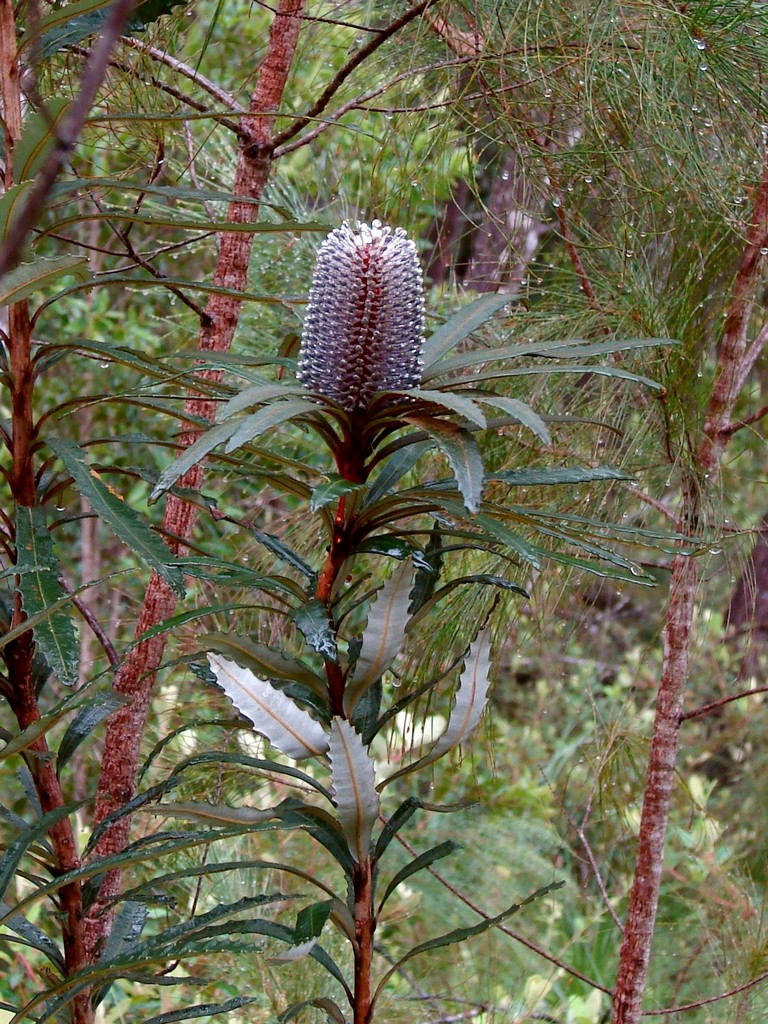 Banksia plagiocarpa: Banksia plagiocarpa flower spike in late bud, Hinchinbrook Island